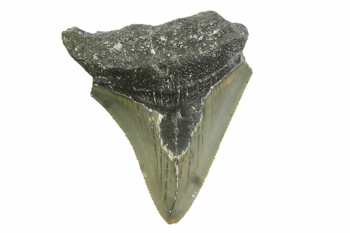 Serrated, Juvenile Megalodon Tooth - North Carolina #356708